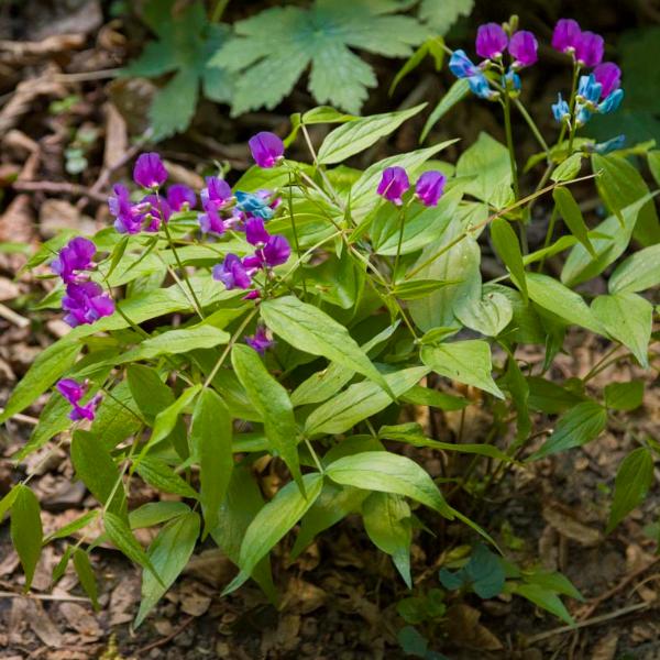 EBK_GartenLitschule_web_T.Munns-5365