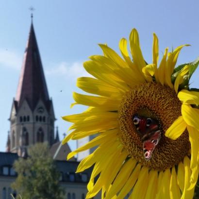 Blumen vor Kirchturm