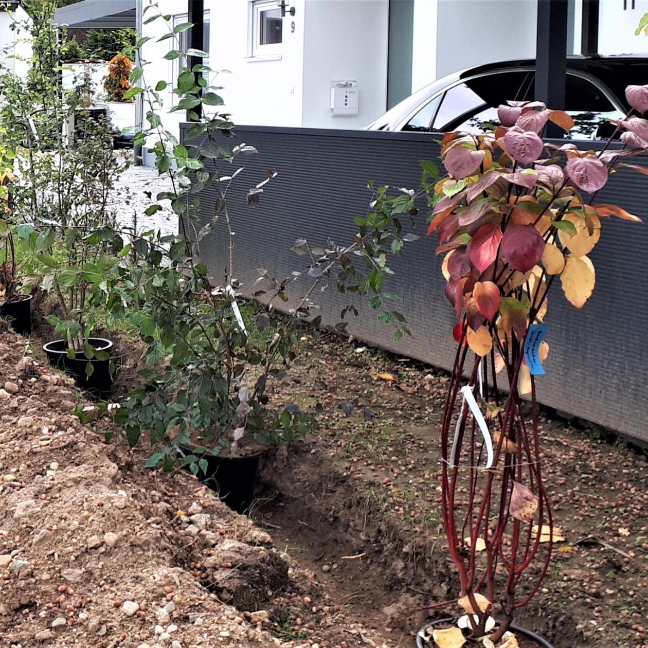 BiCK-Projekt: Christ König Holzlar Pflanzaktion