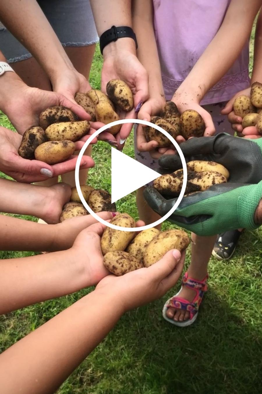 Symbolfoto - Kartoffelernte - Gemeinschaft - Hände