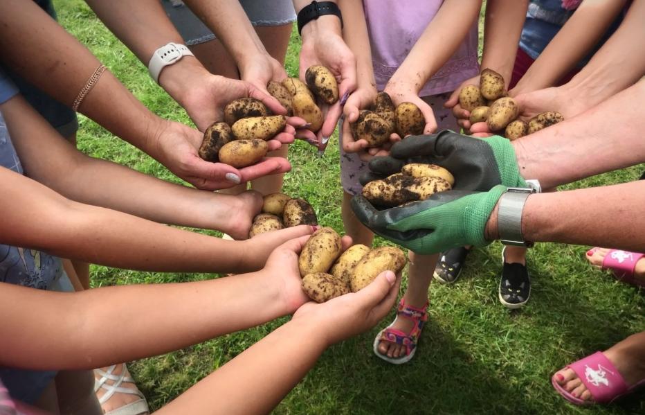 Herz Jesu Schildgen - Kartoffelernte