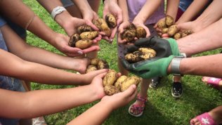 Herz Jesu Schildgen - Kartoffelernte