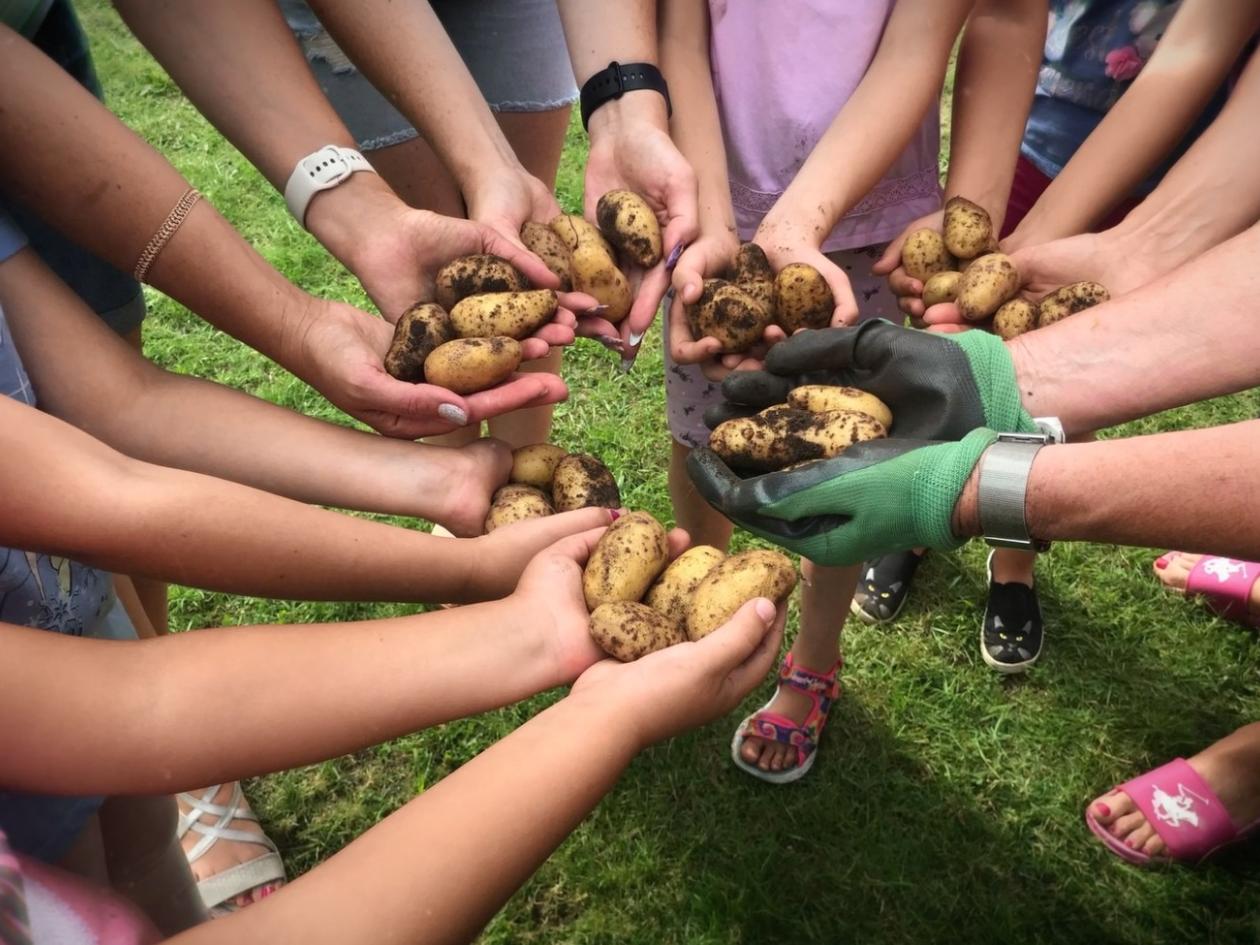 Herz Jesu Schildgen - Kartoffelernte