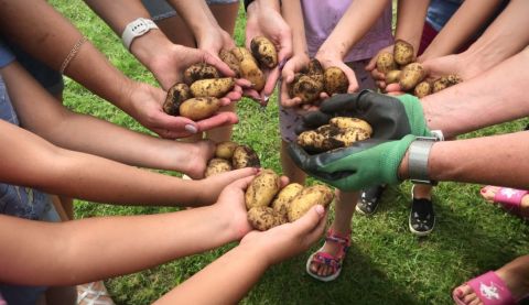 Herz Jesu Schildgen - Kartoffelernte