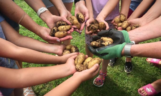 Herz Jesu Schildgen - Kartoffelernte