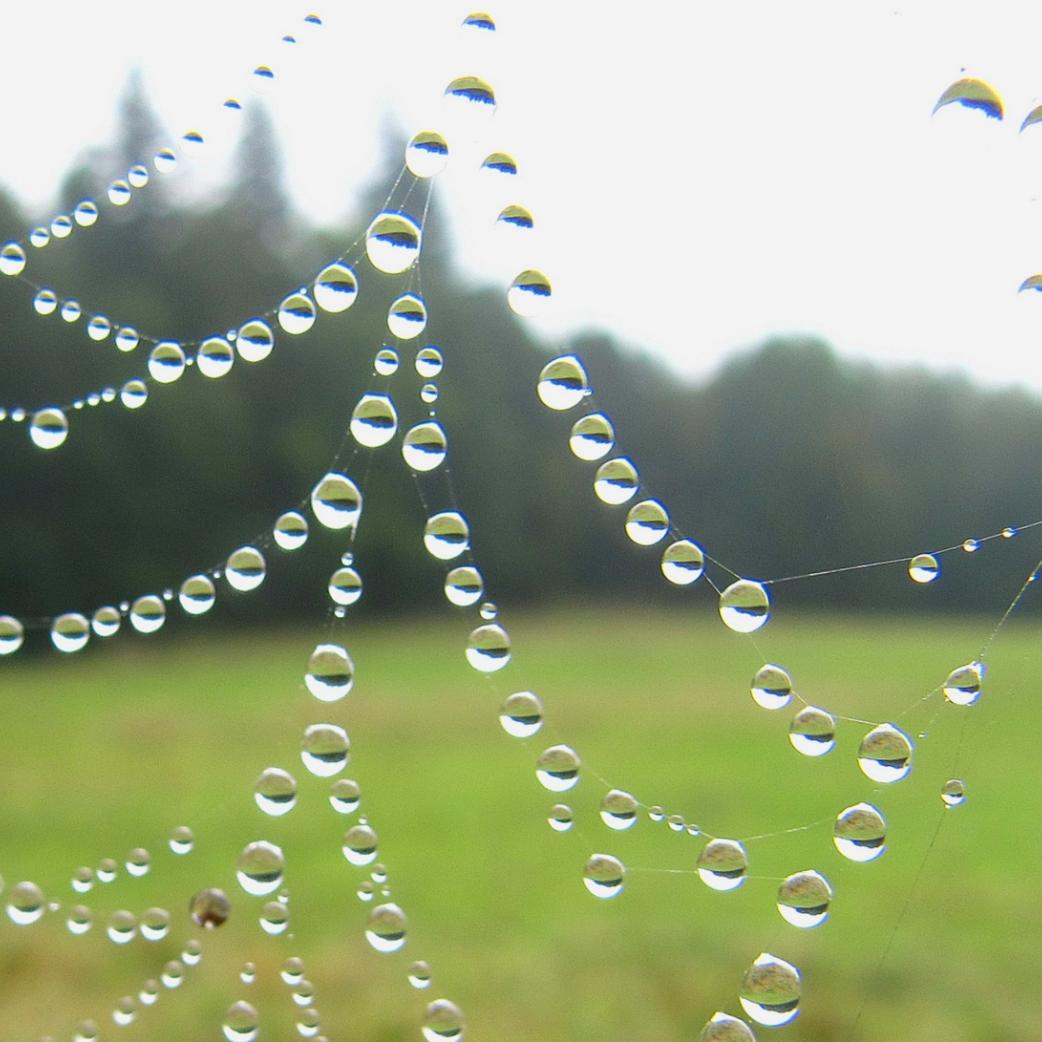 Spinnennetz im Morgentau