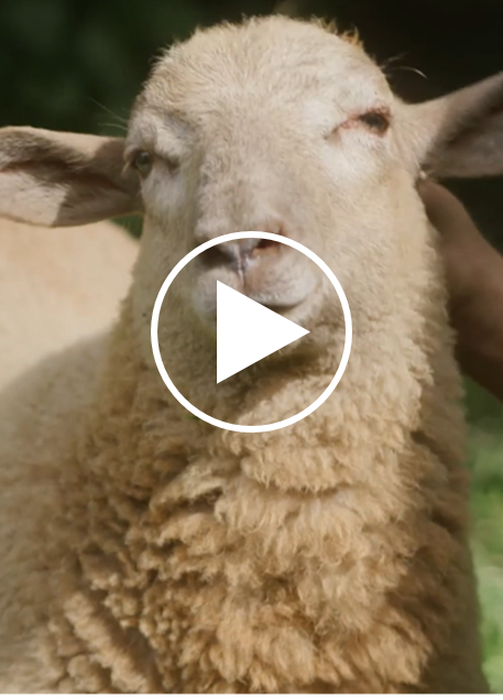 Schaf mit Startbutton