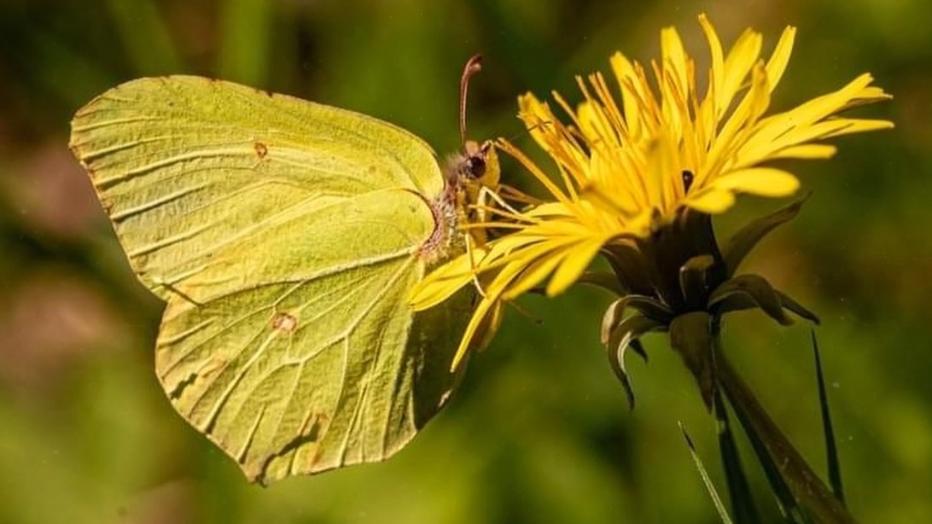 Zitronenfalter St. Nikolaus Rösrath