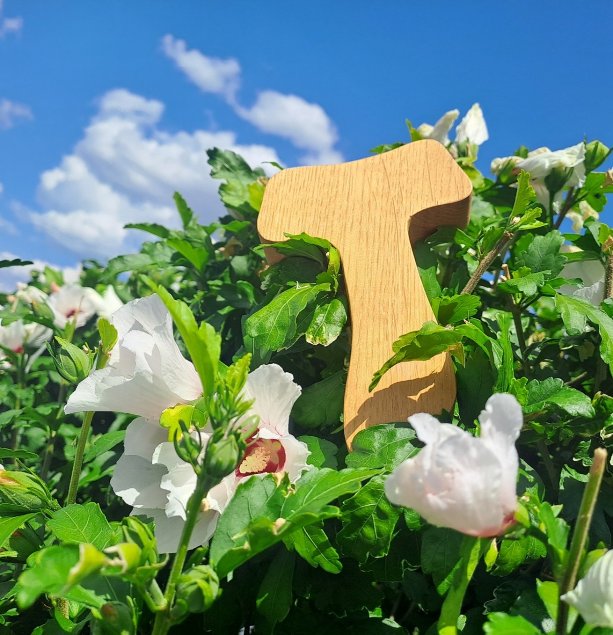 Taukreuz im blühenden Hibiskusstrauch