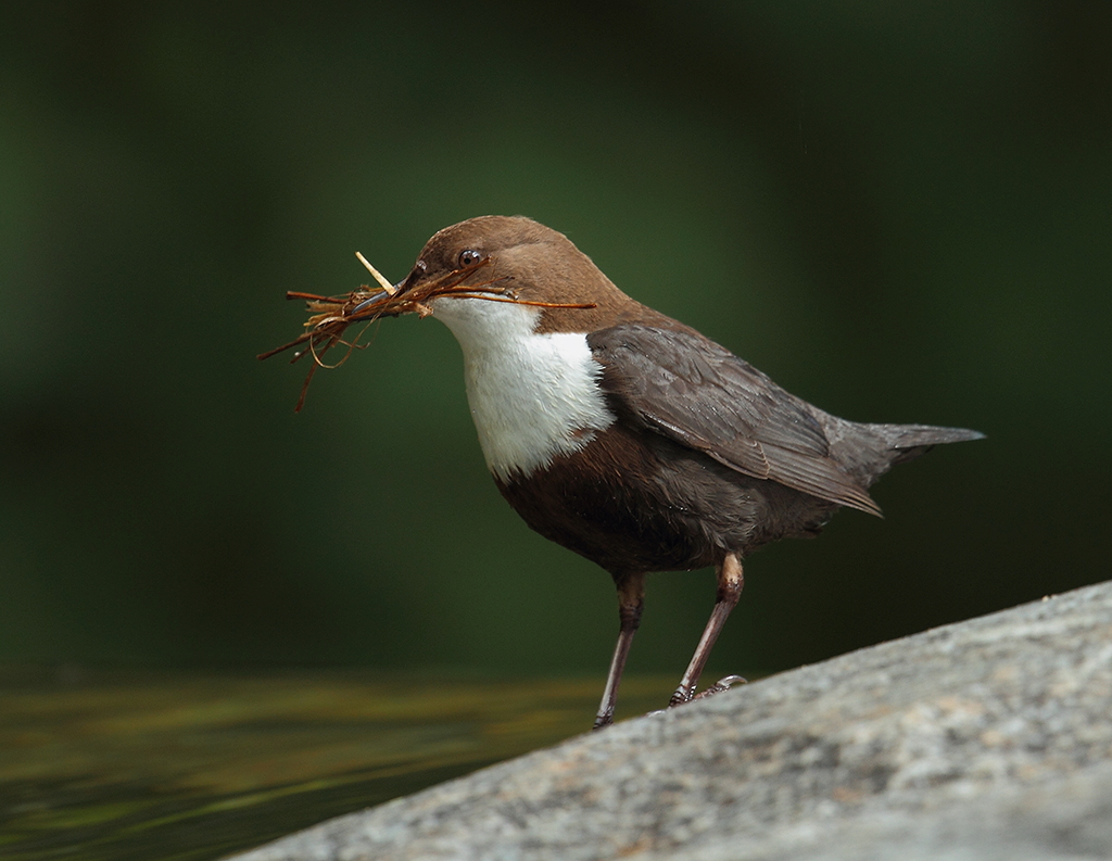 Wasseramsel