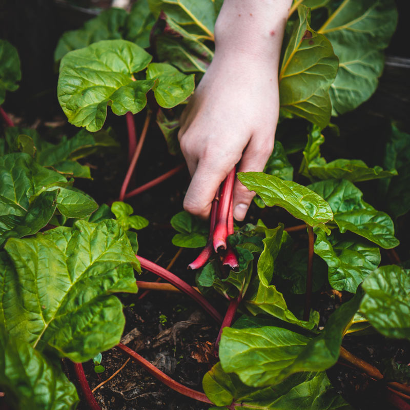 gardening2